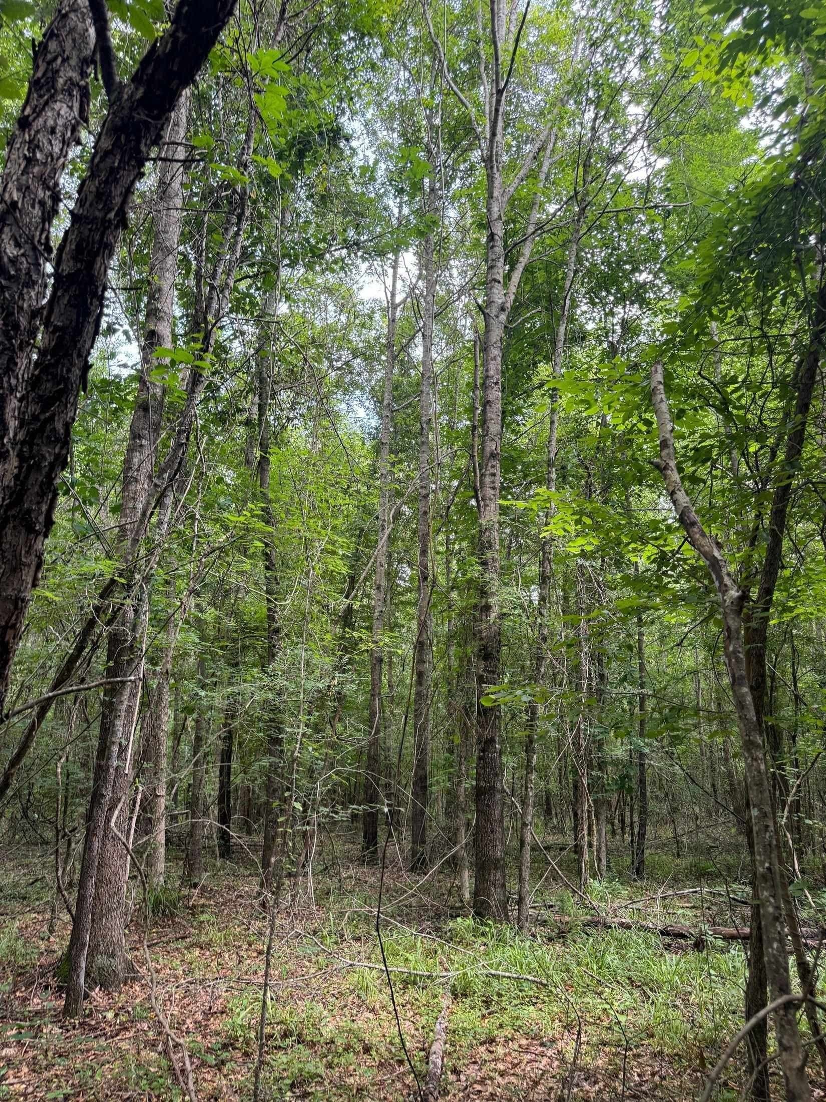 8.42 acres in Marion County - photo 13