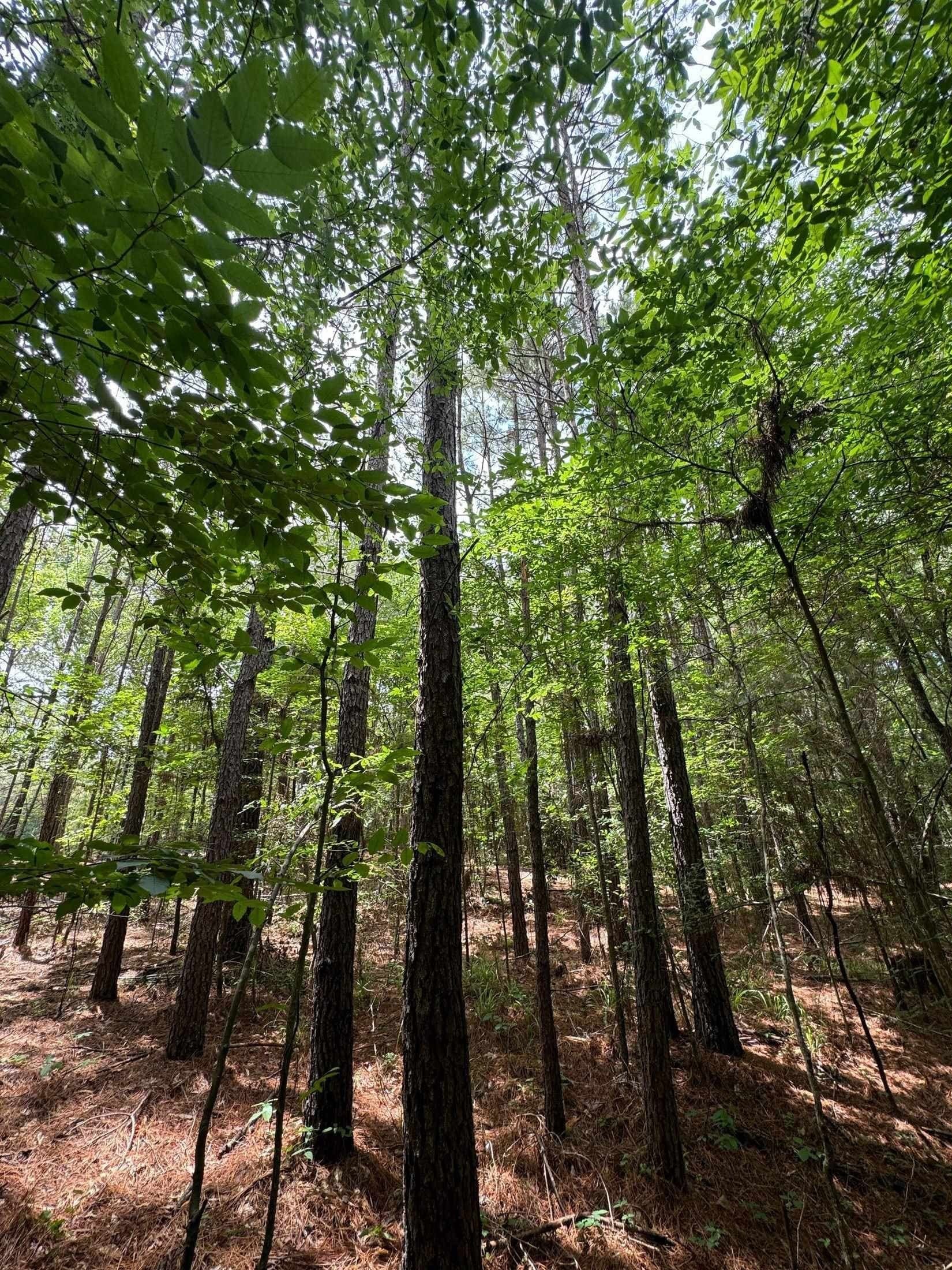 8.42 acres in Marion County - photo 8
