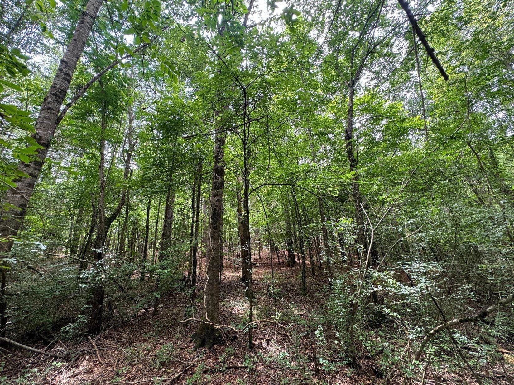 8.42 acres in Marion County - photo 5