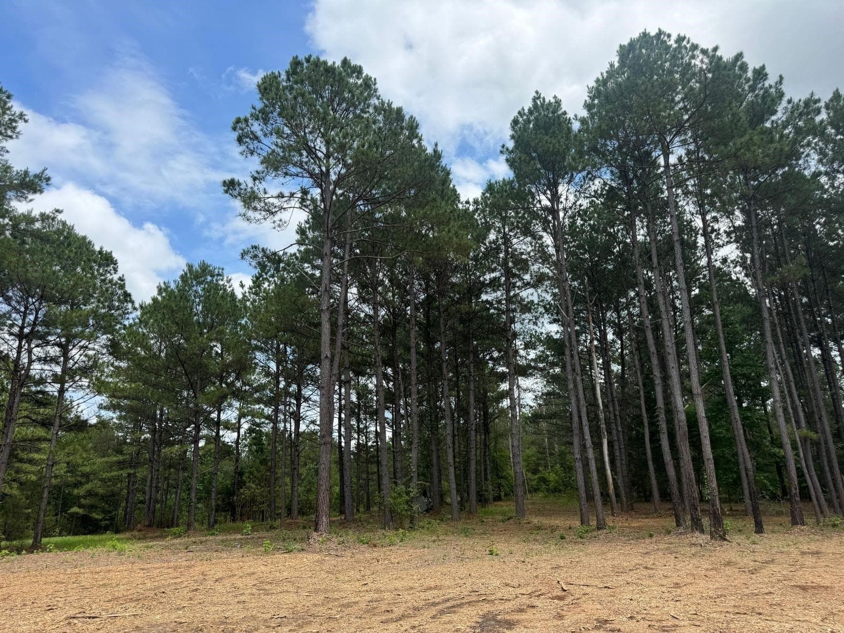 8.42 acres in Marion County - photo 7
