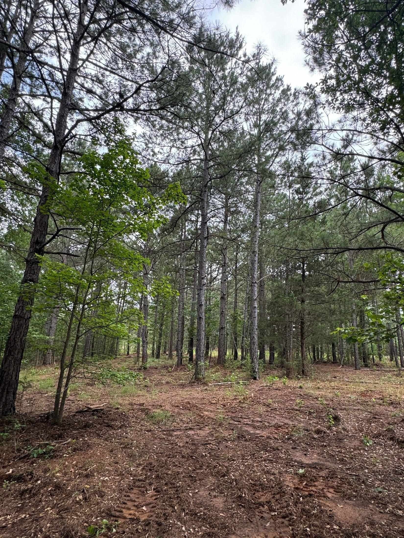 8.42 acres in Marion County - photo 9