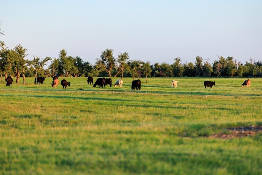 69 acres in Gillespie County gallery image 4