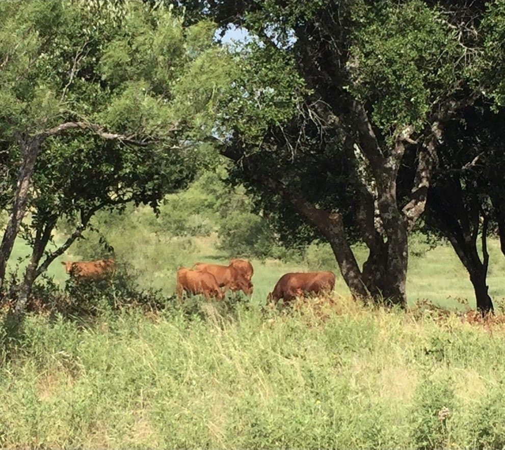 107.13 acres in Coleman County - photo 30