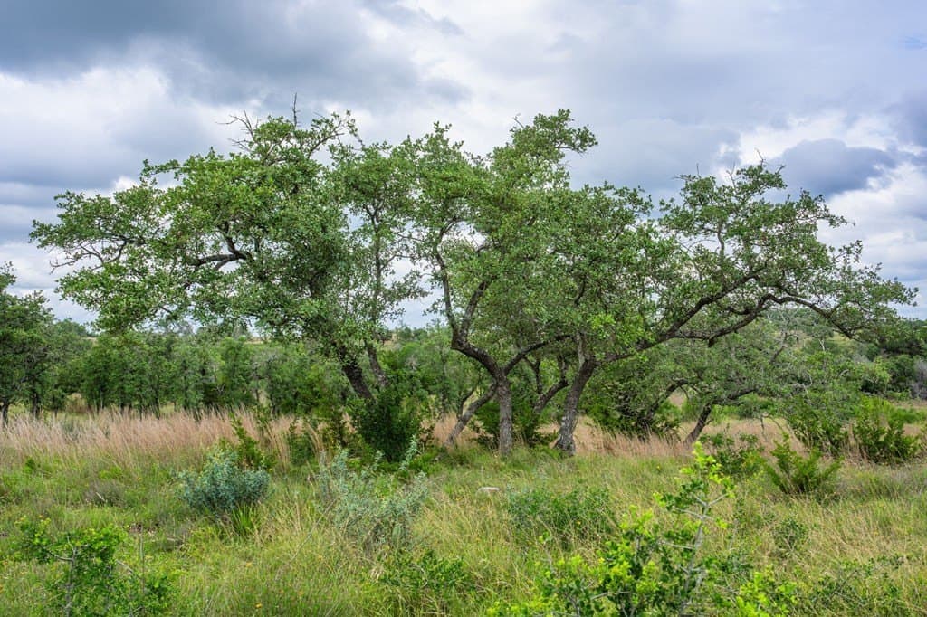 5.01 acres in Kerr County gallery image 4