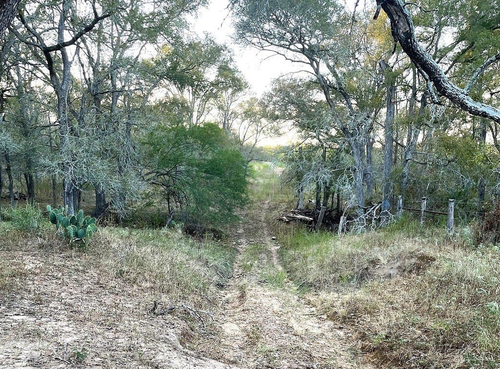 166 acres in Gonzales County gallery image 3