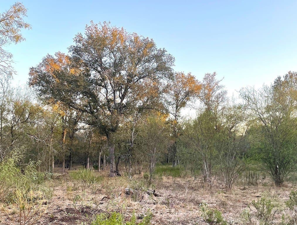 166 acres in Gonzales County gallery image 2