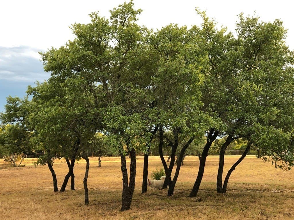 17.76 acres in Hays County - photo 9