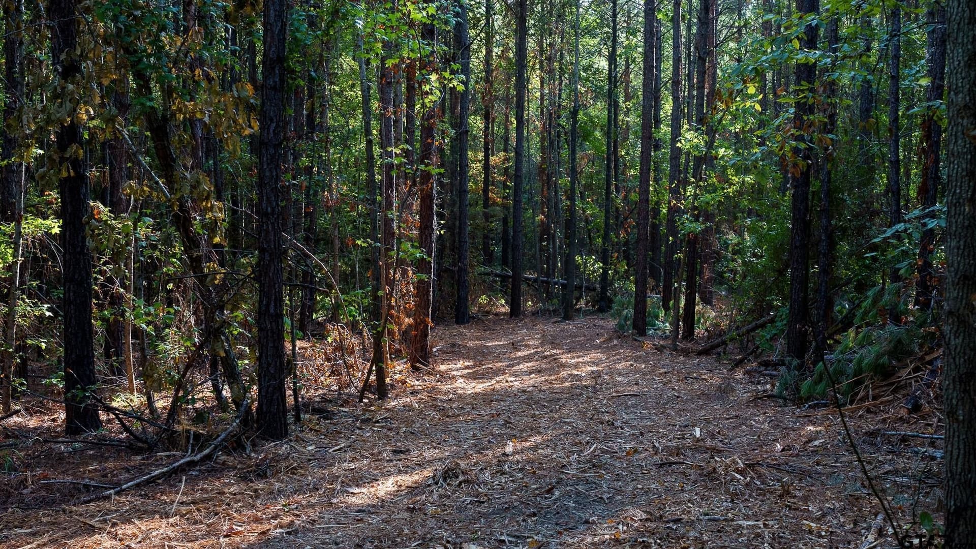141.79 acres in Smith County - photo 34