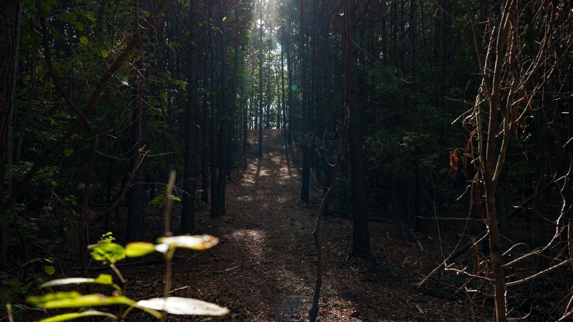 141.79 acres in Smith County - photo 38