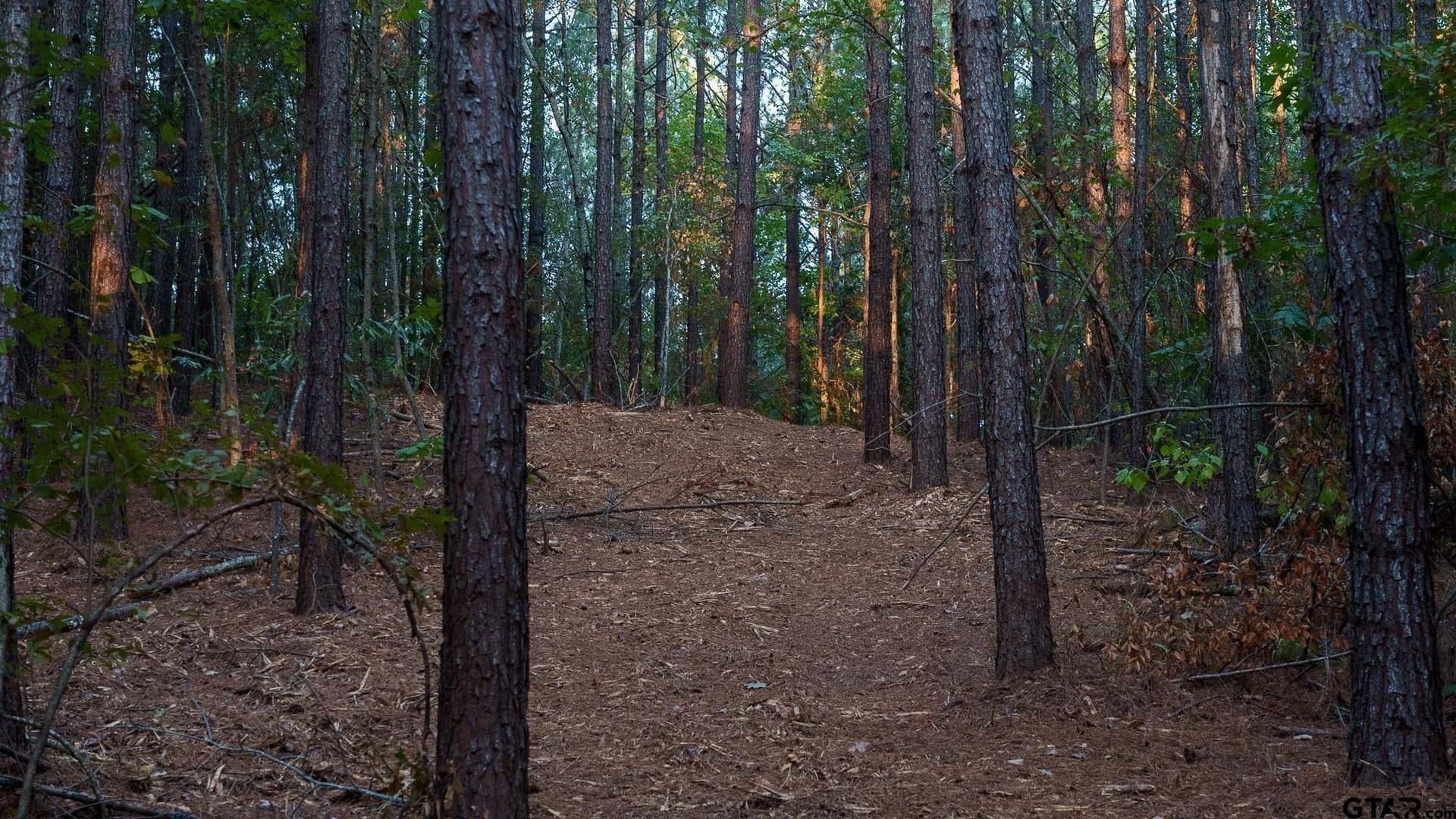 141.79 acres in Smith County - photo 13