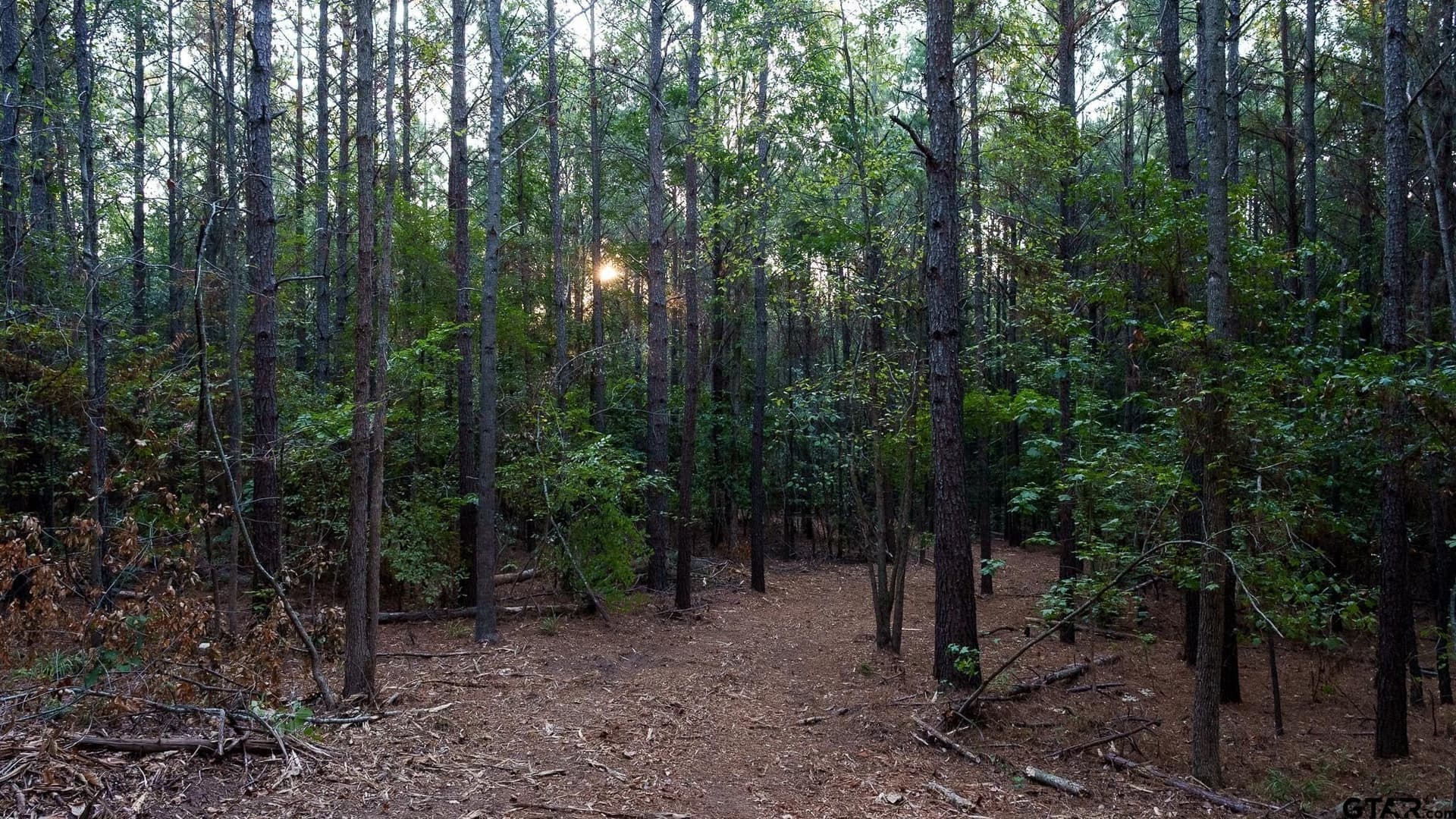 141.79 acres in Smith County - photo 11