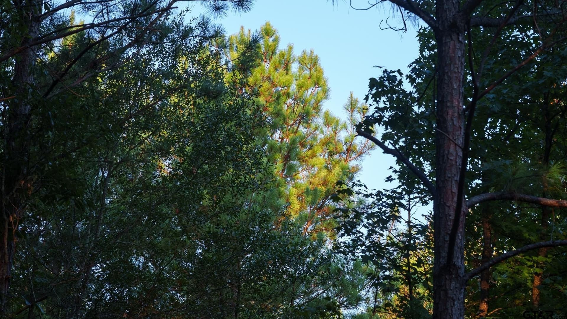 141.79 acres in Smith County - photo 6