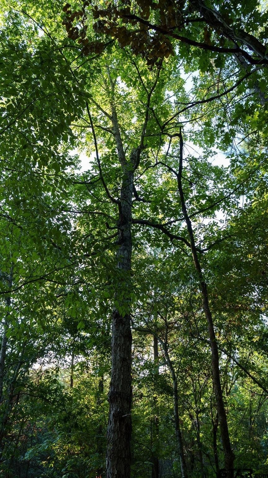 141.79 acres in Smith County - photo 27
