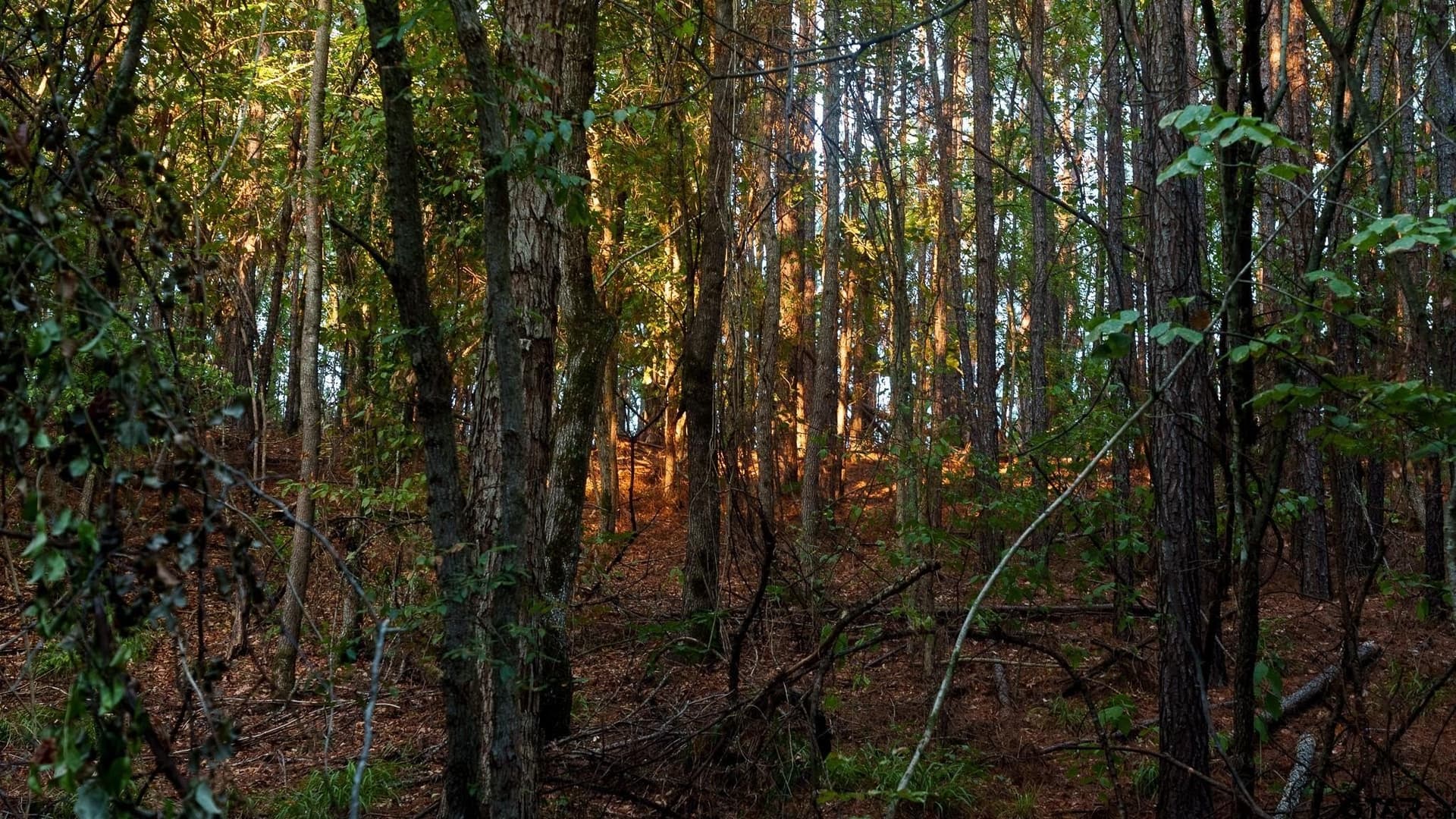 141.79 acres in Smith County - photo 9