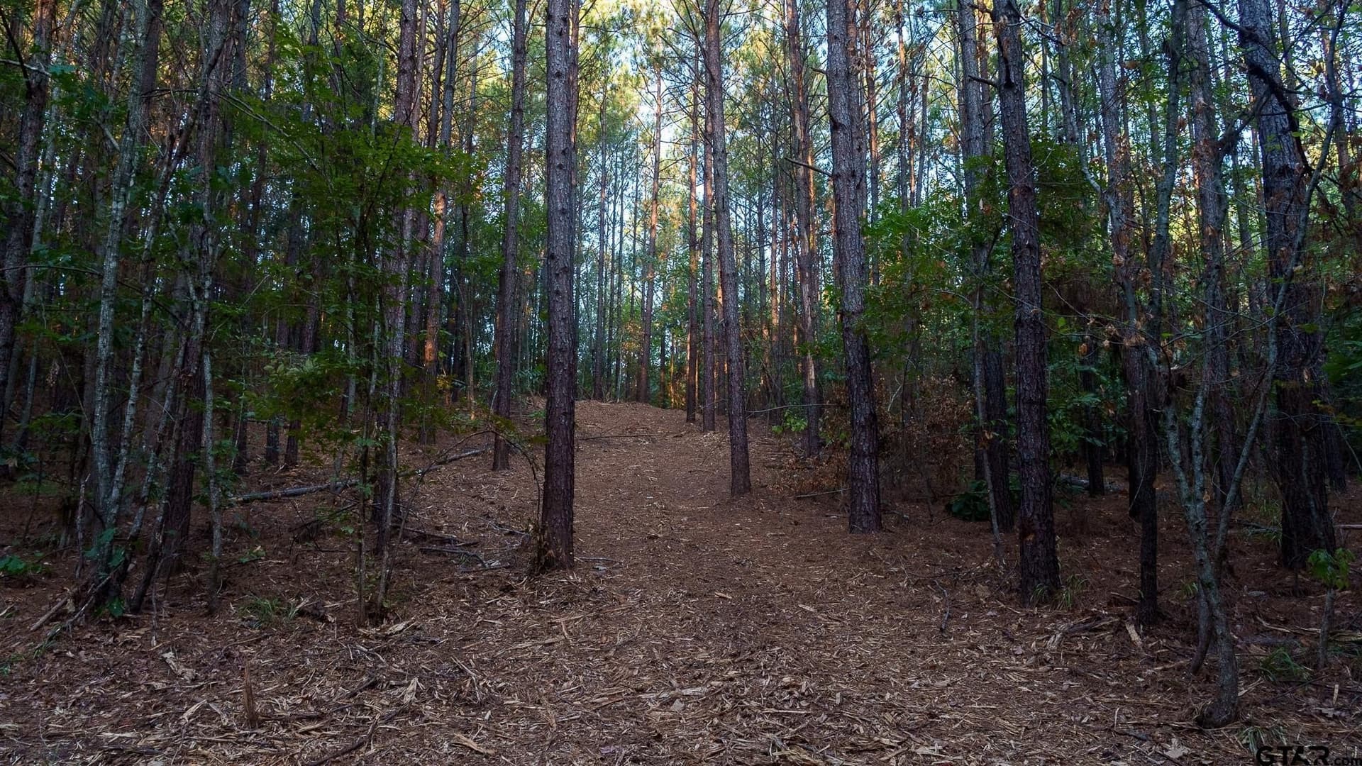 141.79 acres in Smith County - photo 12