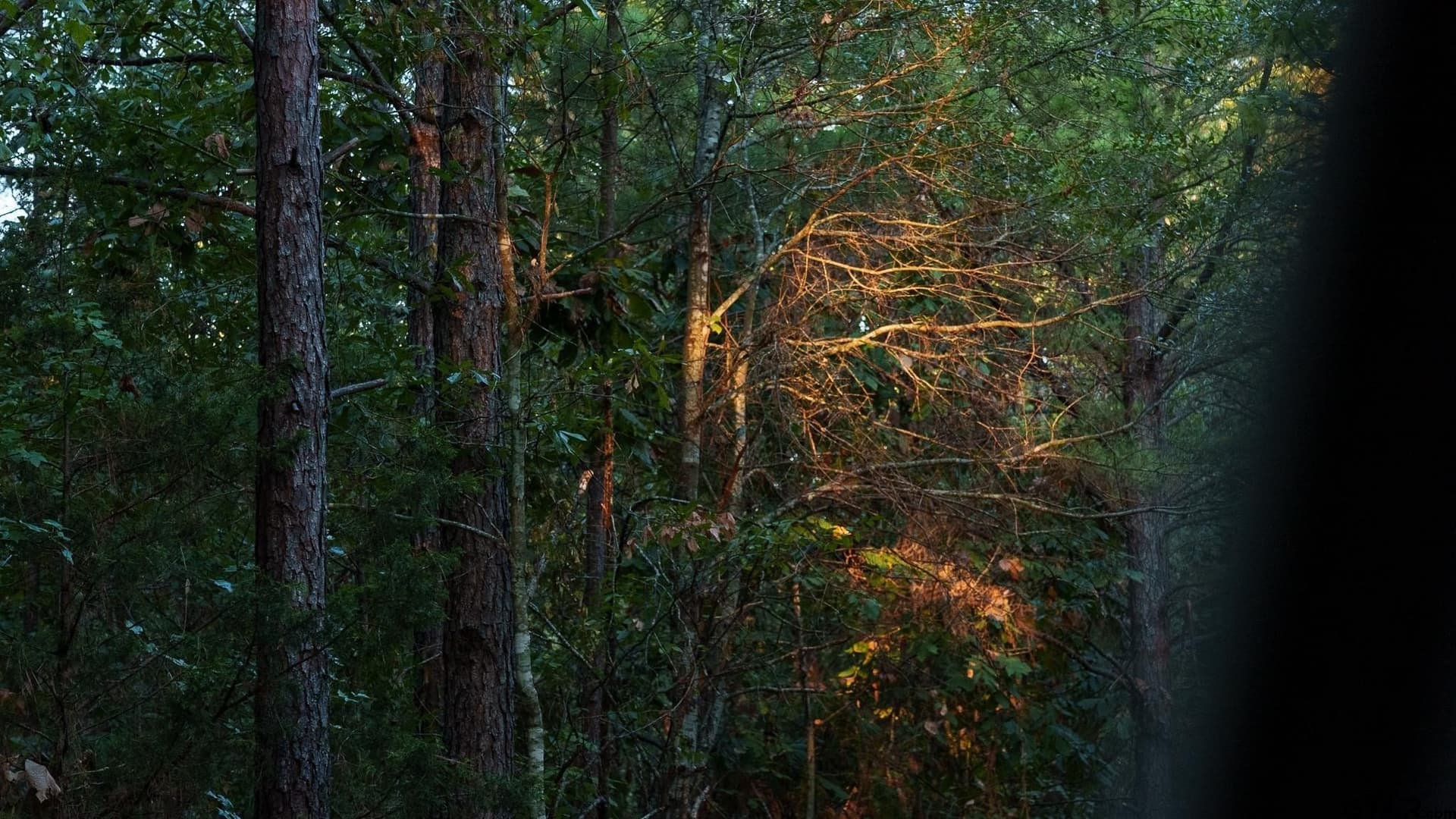 141.79 acres in Smith County - photo 5