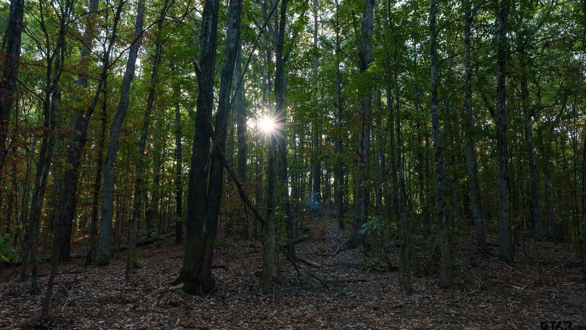 141.79 acres in Smith County - photo 29