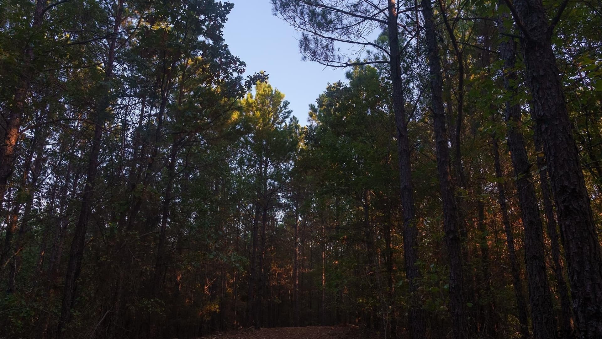 141.79 acres in Smith County - photo 15