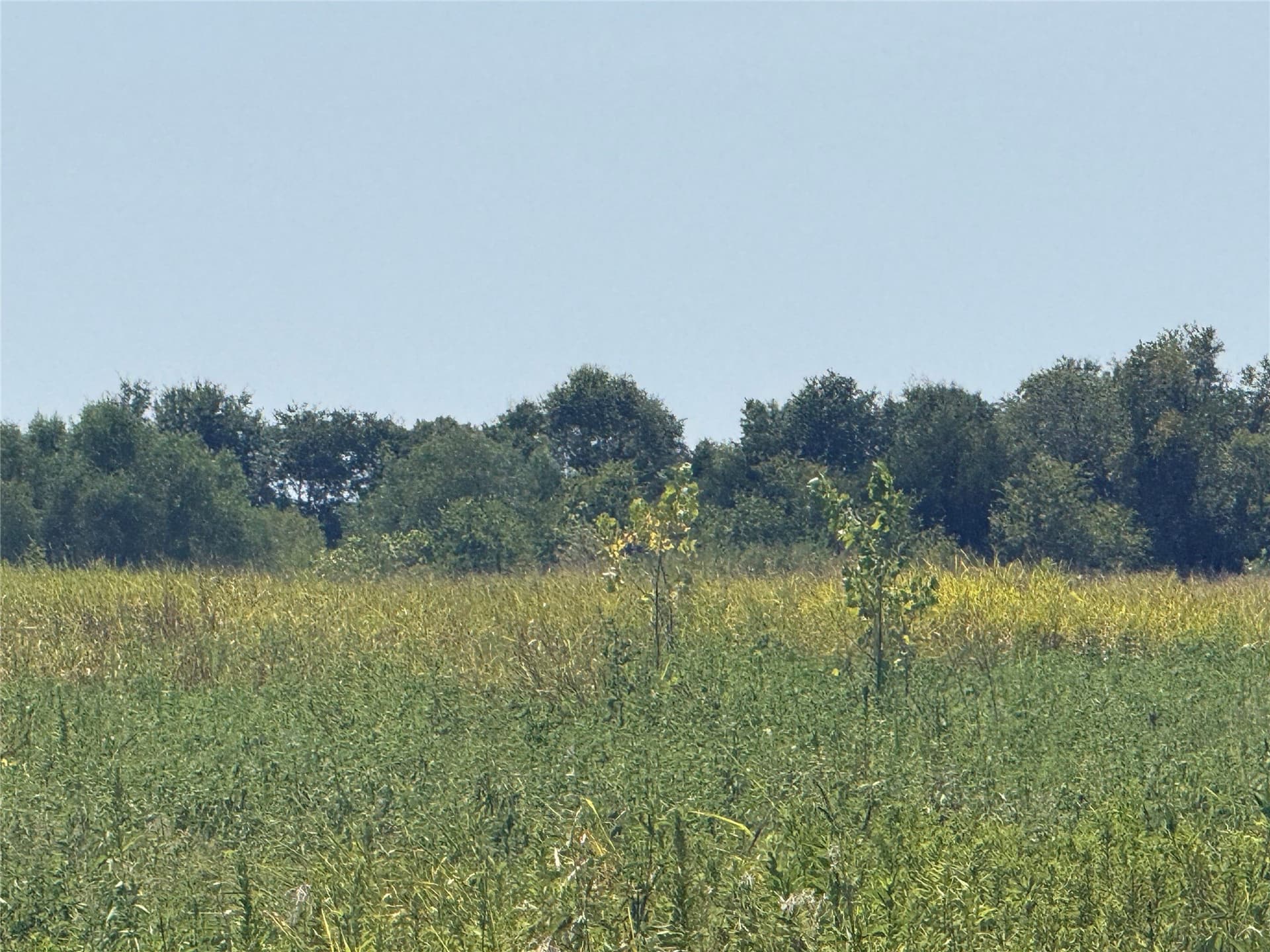 10.15 acres in Fannin County - photo 6