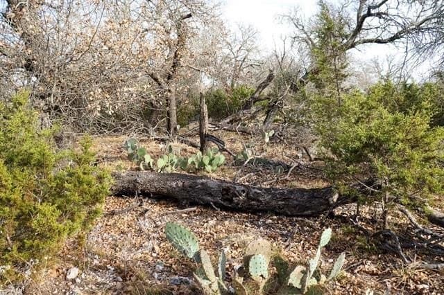 10.01 acres in San Saba County gallery image 4