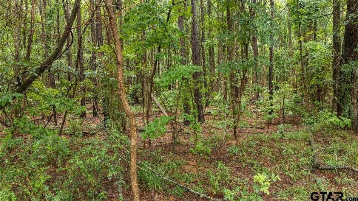 43.17 acres in Henderson County gallery image 3