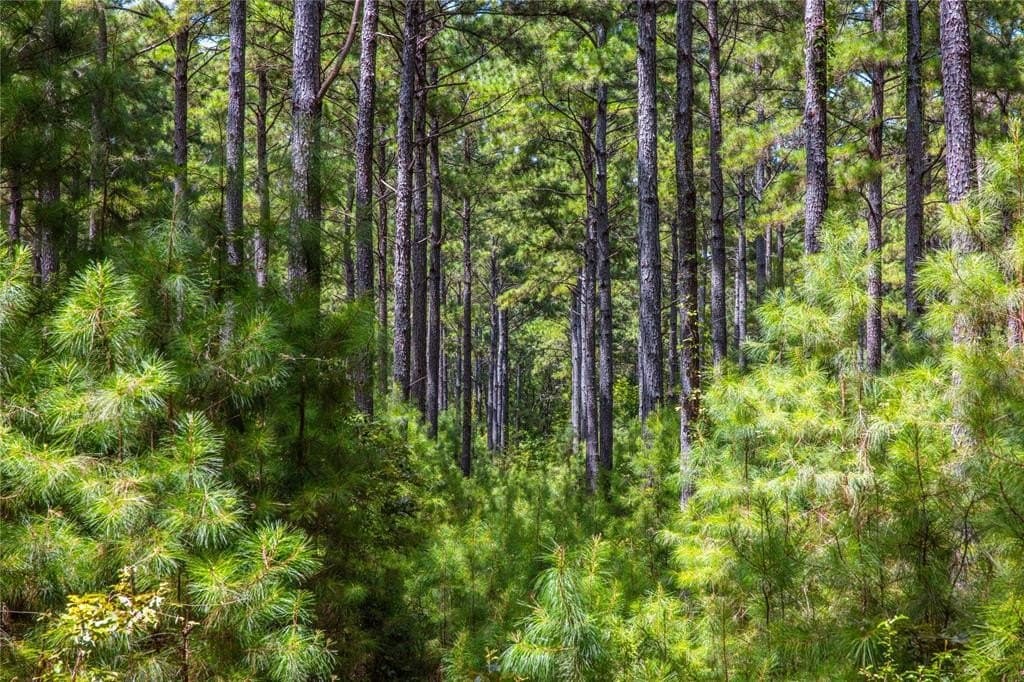 94.5 acres in Henderson County gallery image 2