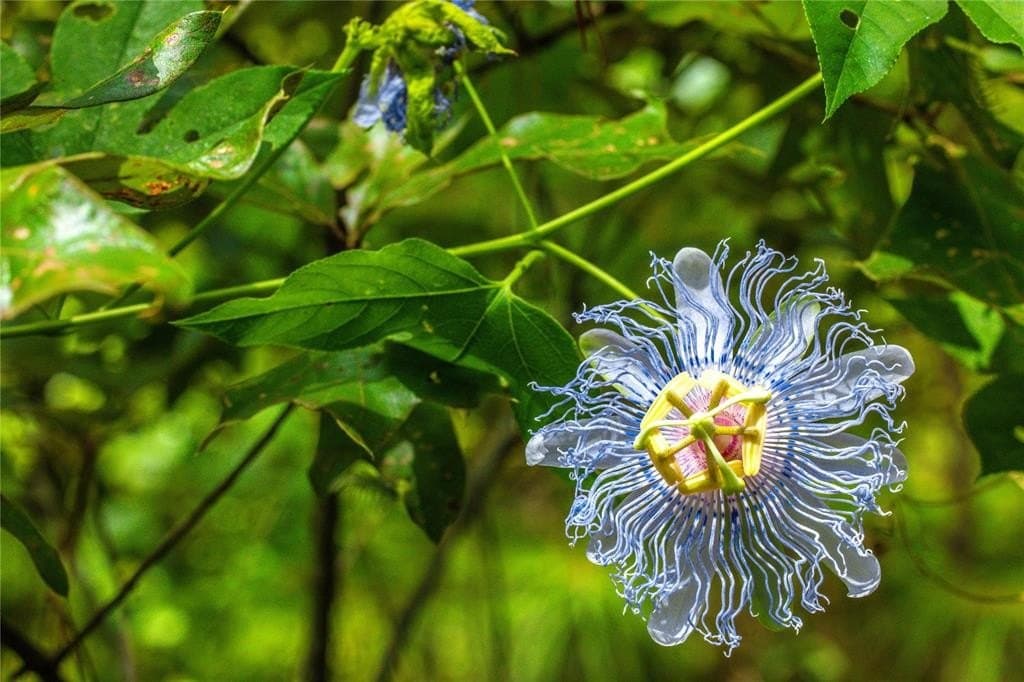 94.5 acres in Henderson County gallery image 4