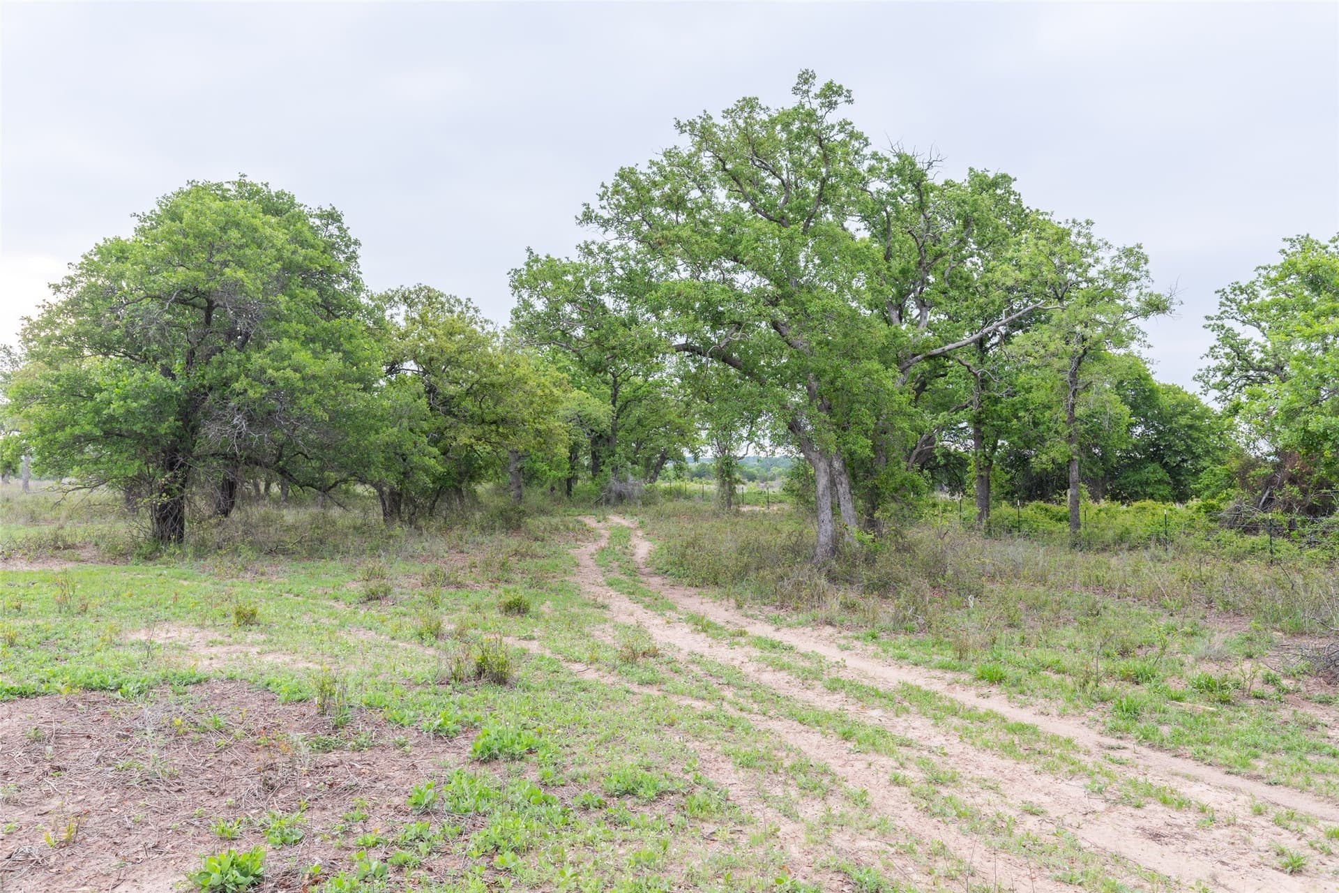 403 acres in Taylor County - photo 6