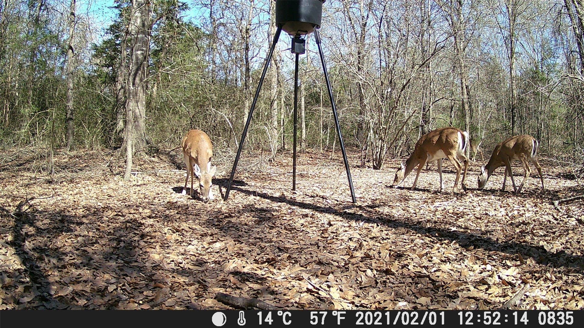 14.22 acres in Milam County - photo 10