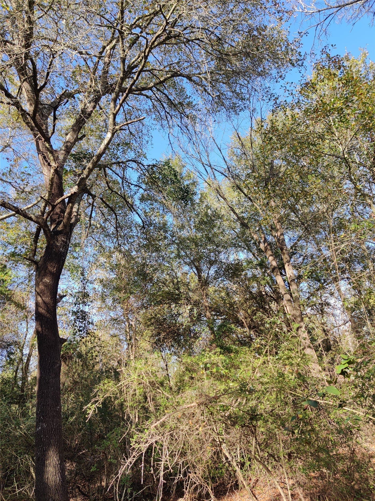 14.22 acres in Milam County - photo 17