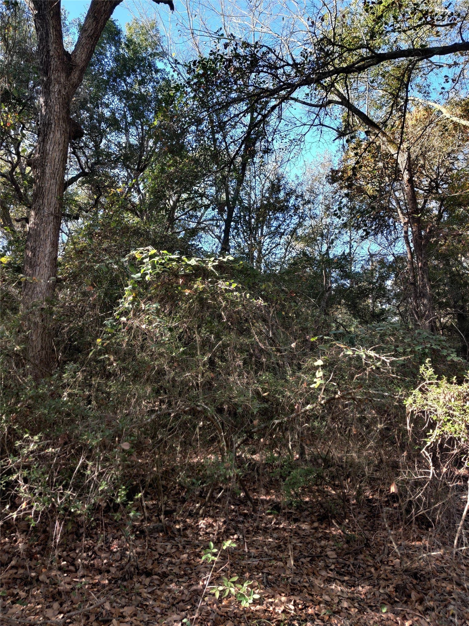14.22 acres in Milam County - photo 18