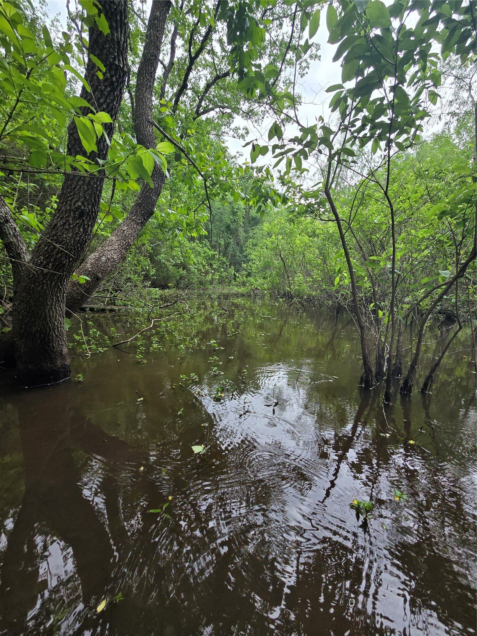 14.22 acres in Milam County - photo 20