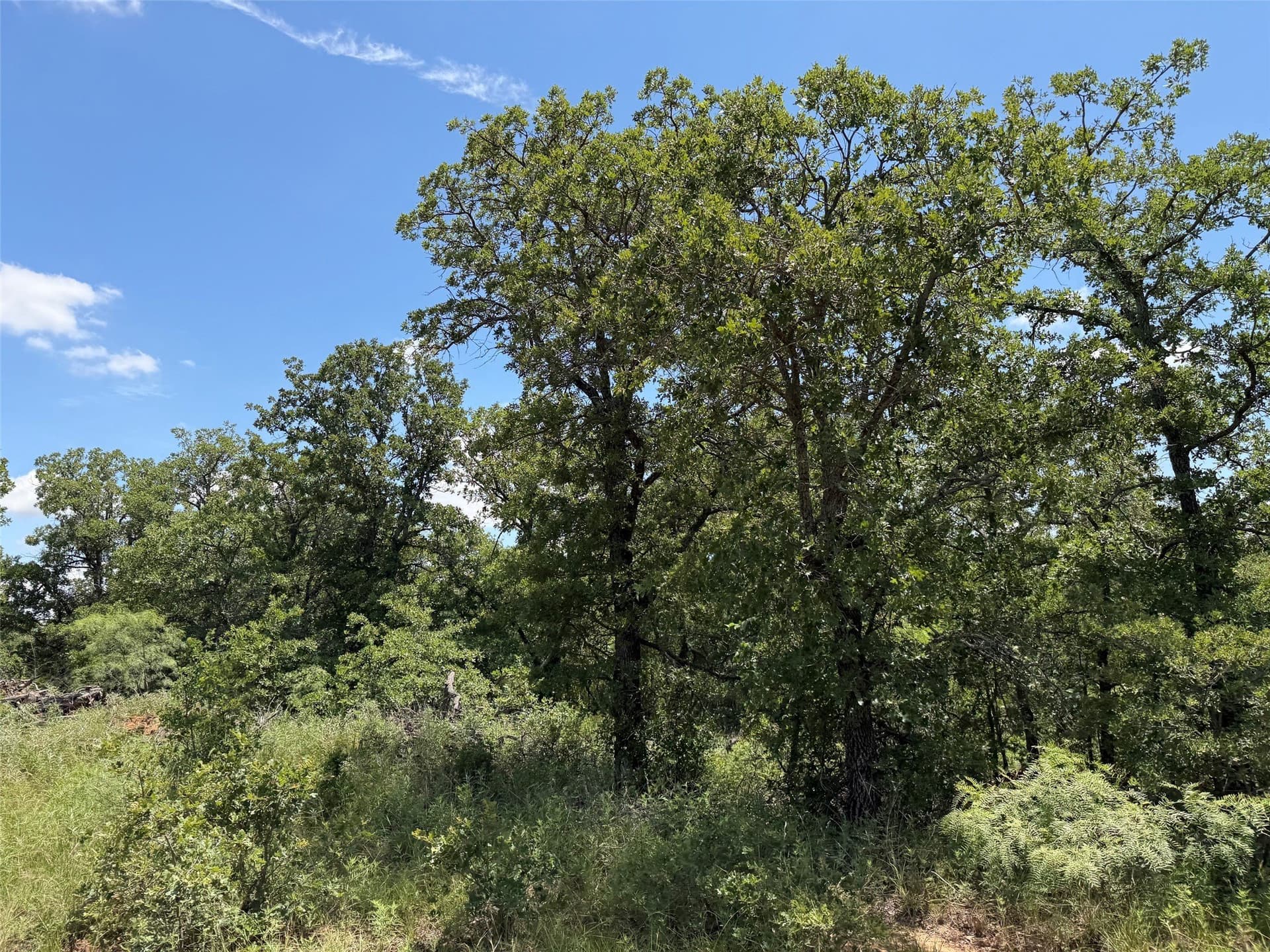79.79 acres in Young County - photo 3