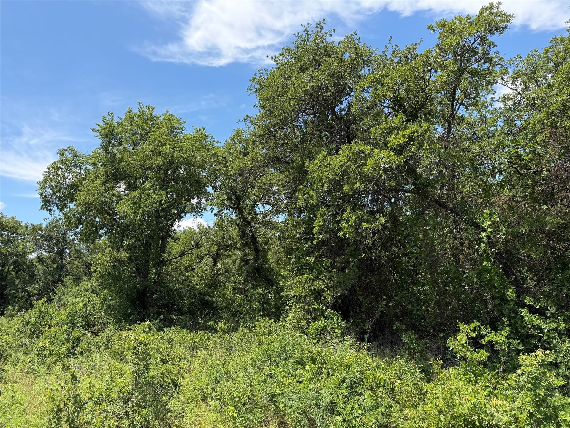 79.79 acres in Young County - photo 8