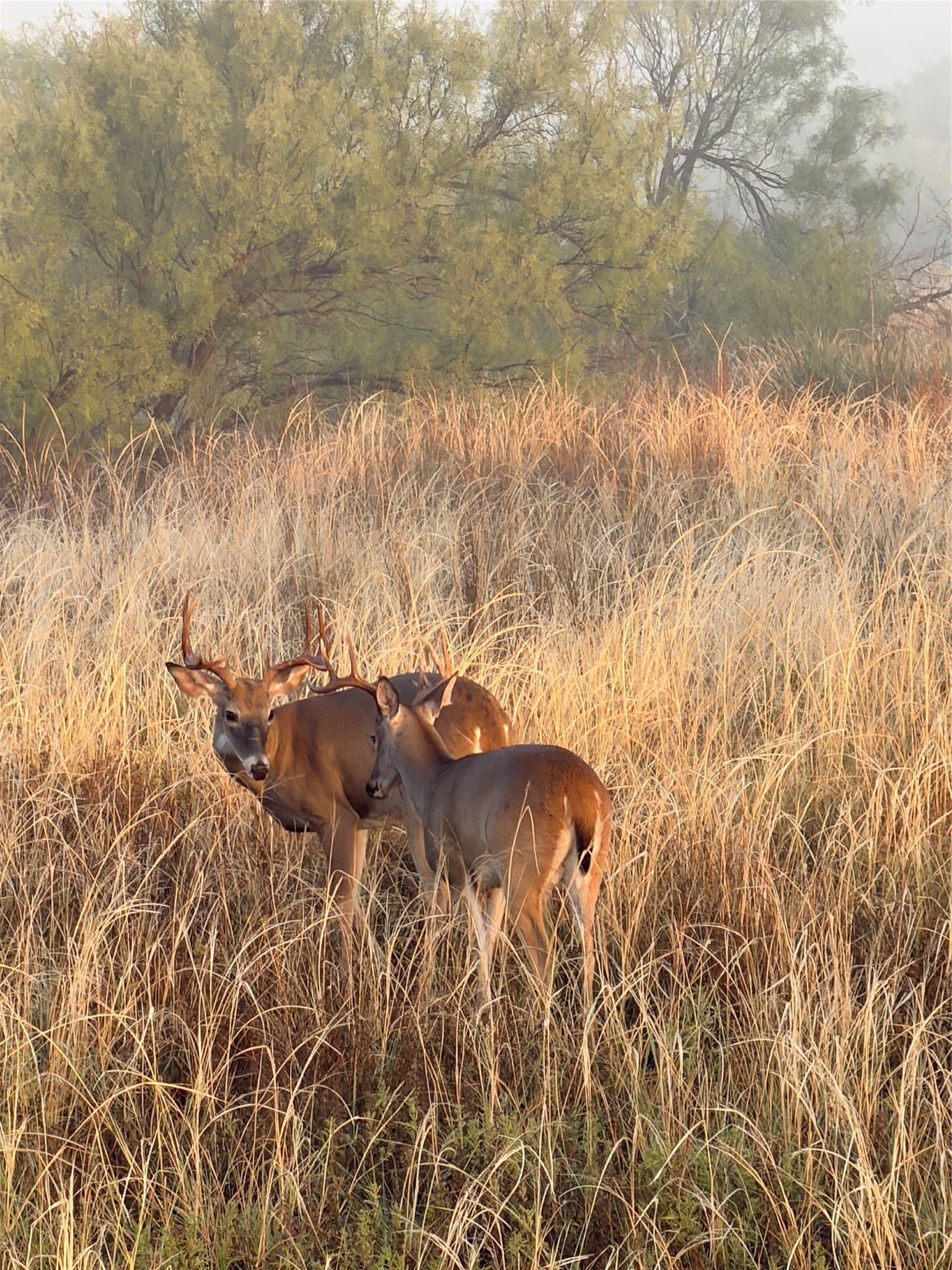 320 acres in Cottle County - photo 21