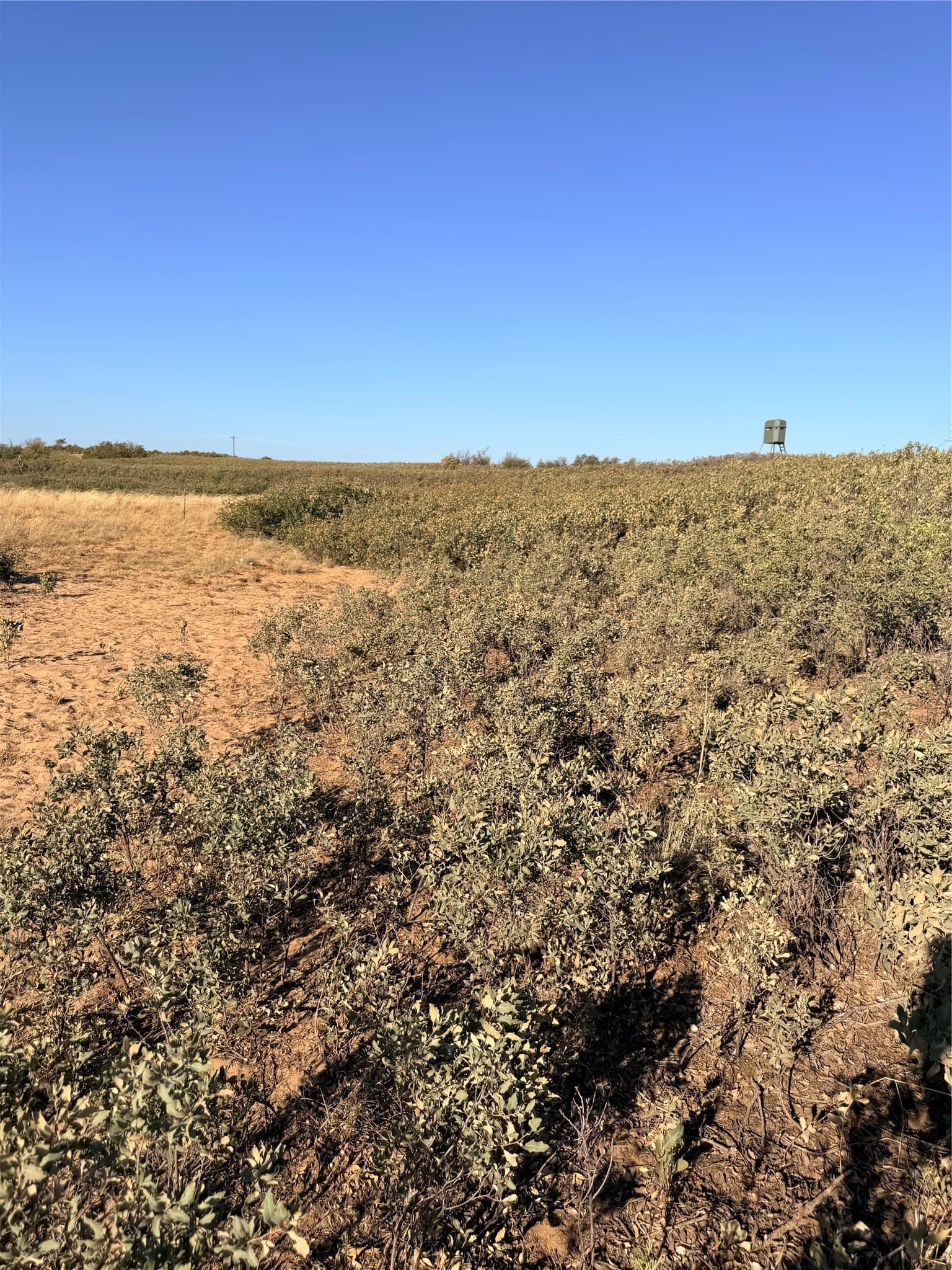 320 acres in Cottle County - photo 15