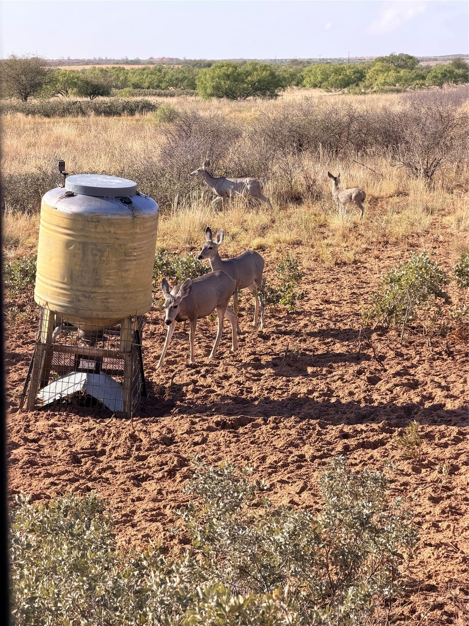 320 acres in Cottle County - photo 8
