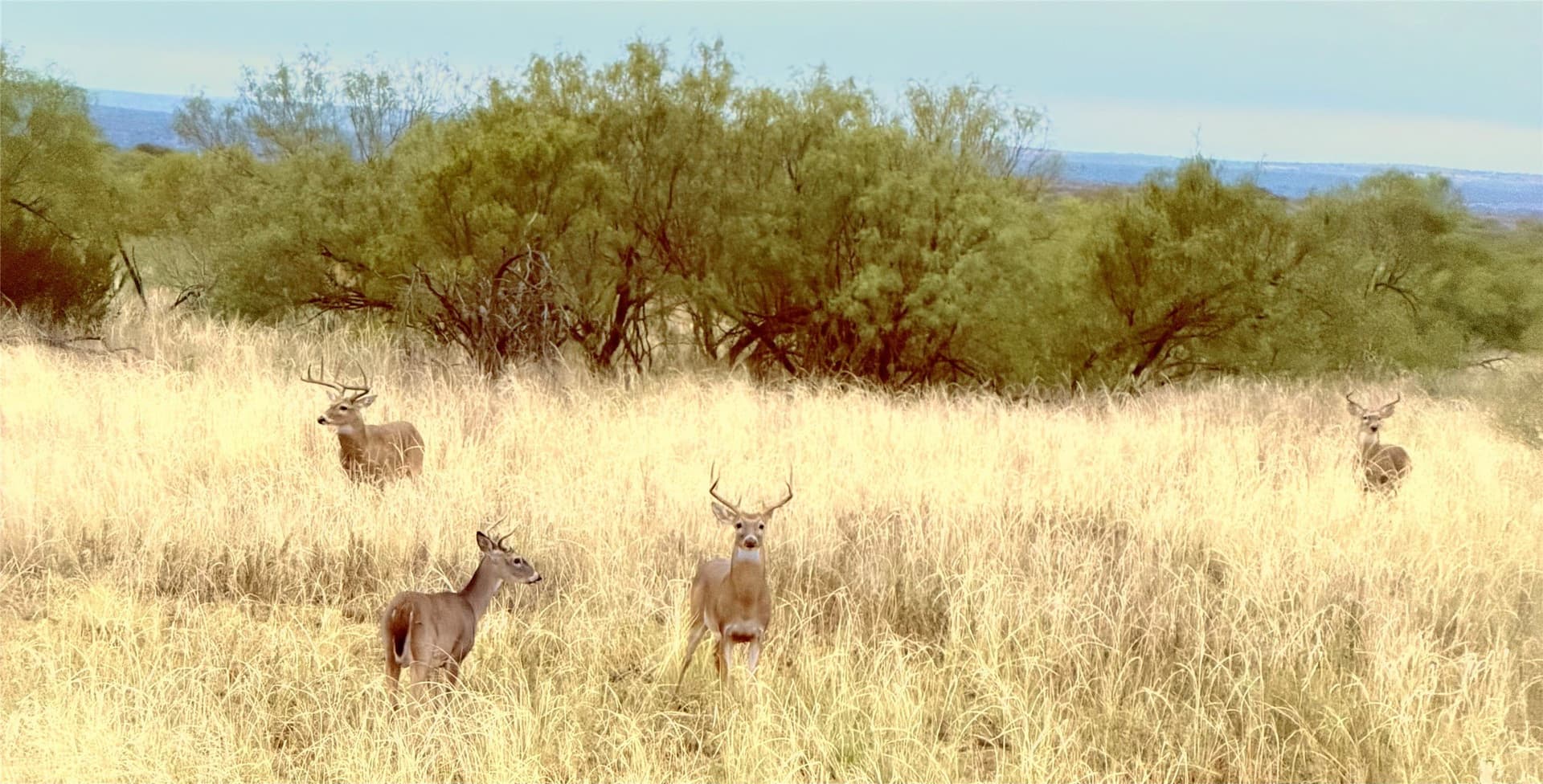 320 acres in Cottle County - photo 5