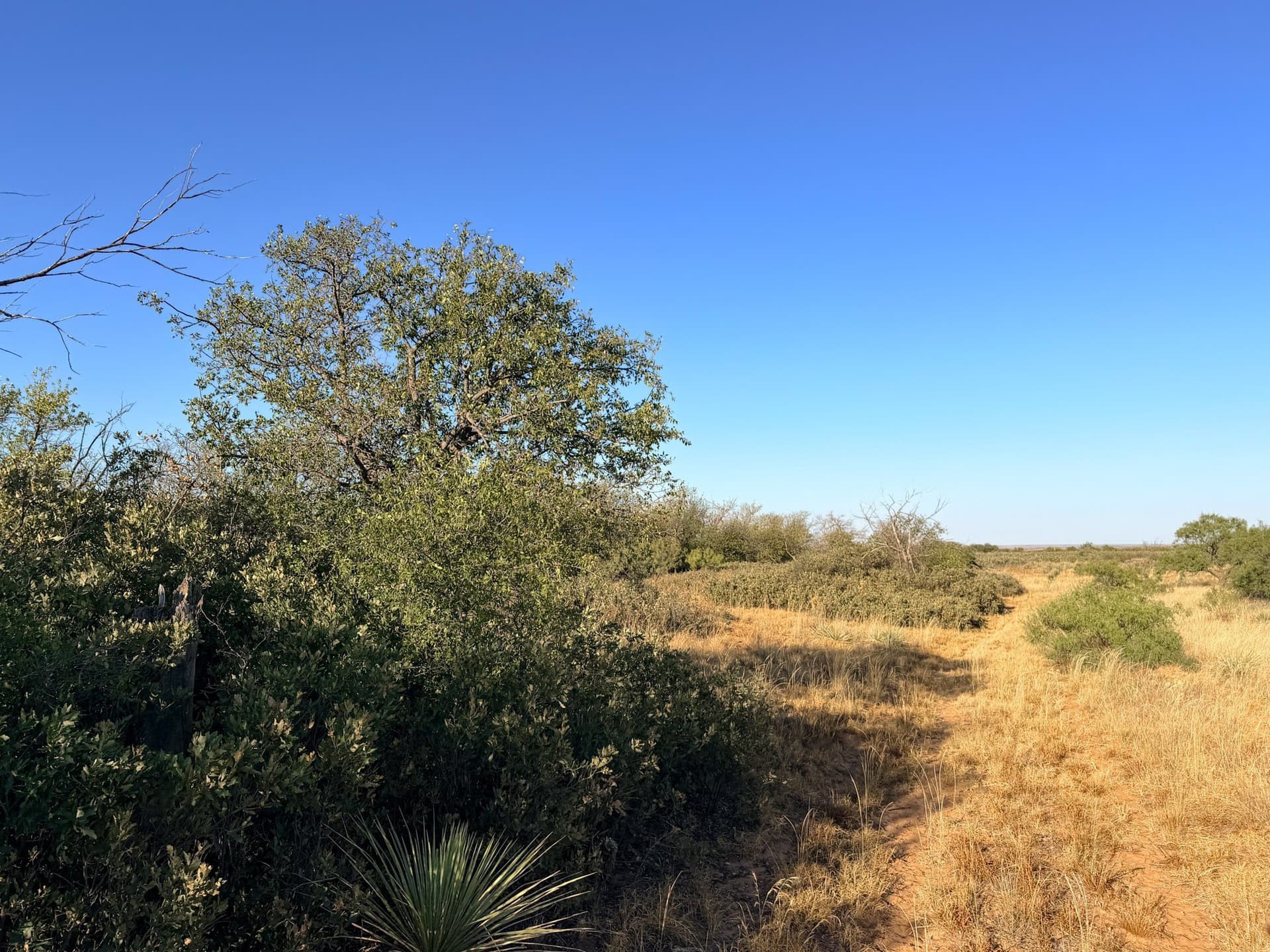 320 acres in Cottle County - photo 9