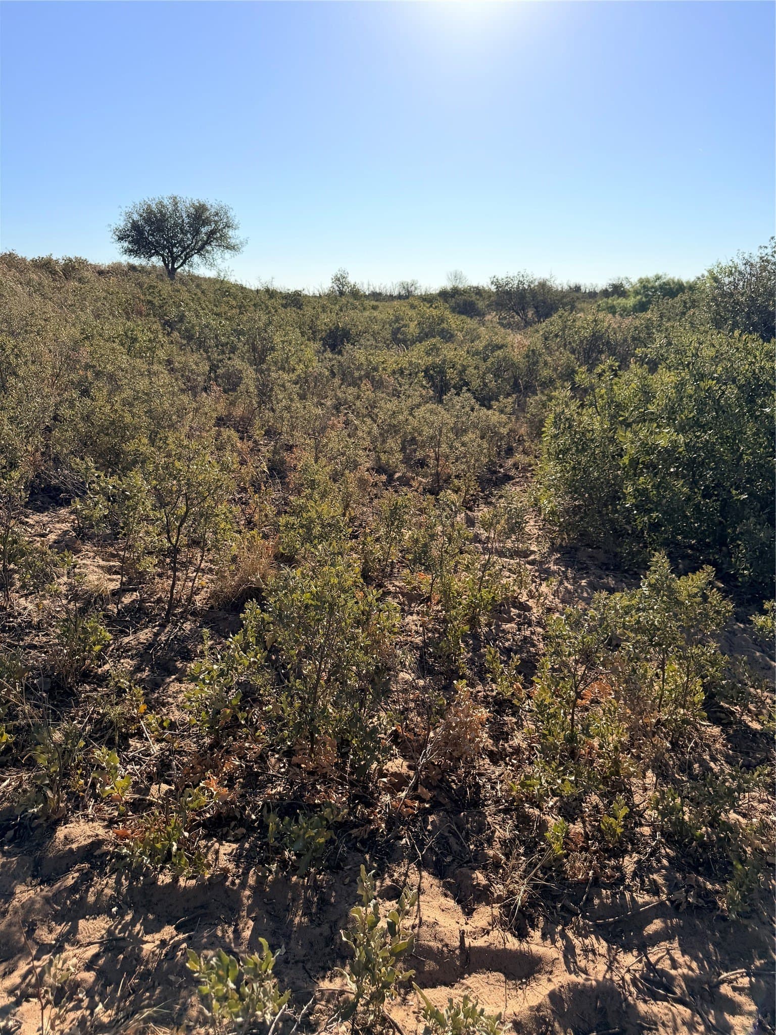 320 acres in Cottle County - photo 14