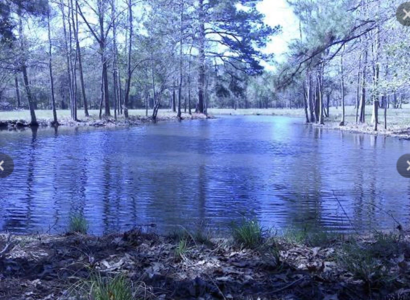 51.31 acres in Tyler County gallery image 2