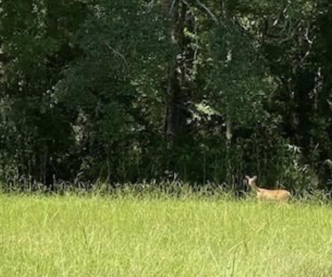 51.31 acres in Tyler County gallery image 4