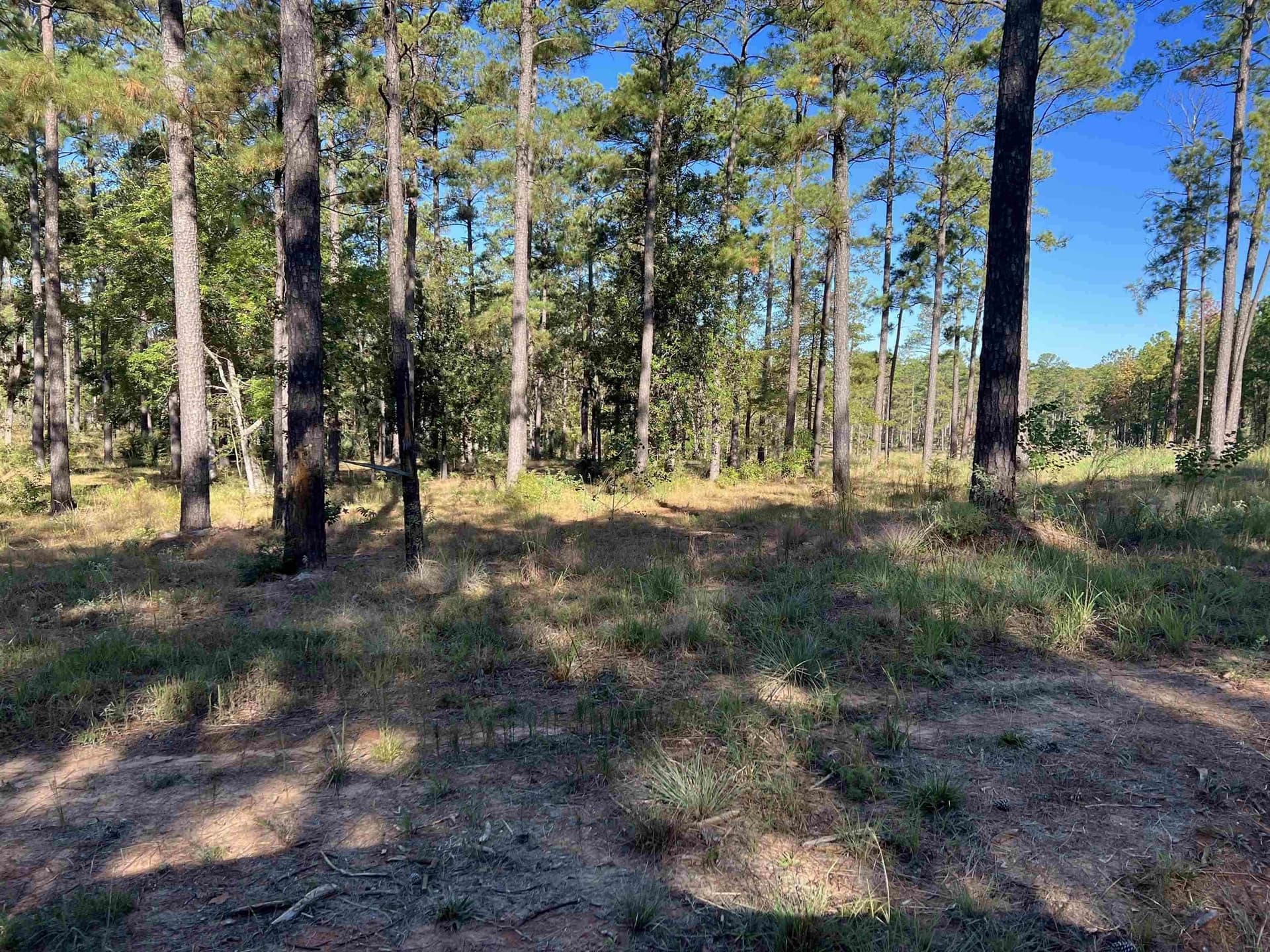 1.74 acres in Texas County gallery image 3