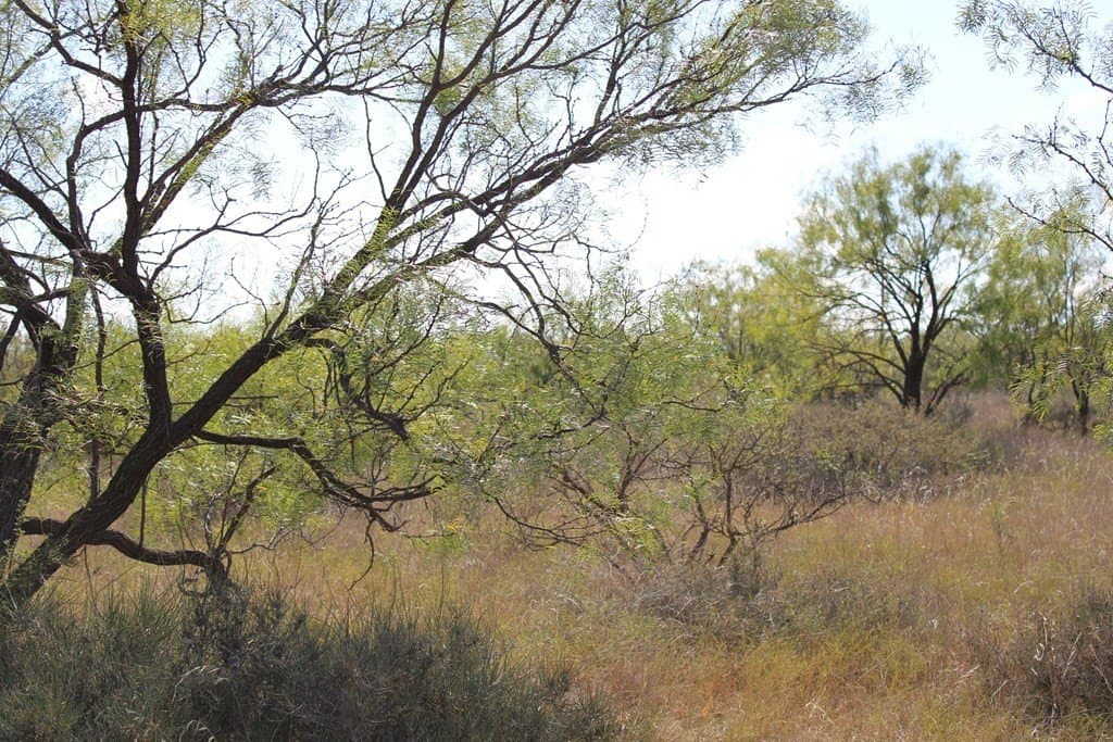 60 acres in Runnels County - photo 10