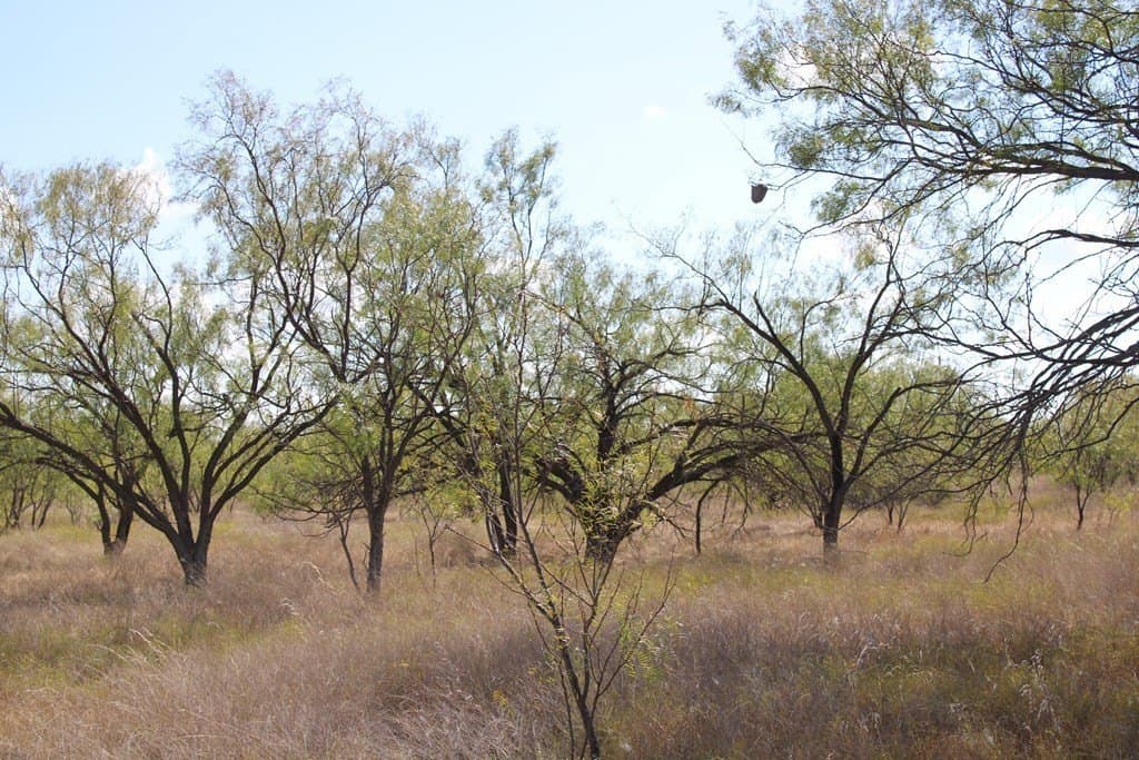 60 acres in Runnels County - photo 13
