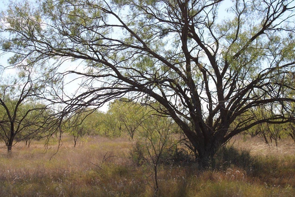 60 acres in Runnels County - photo 14