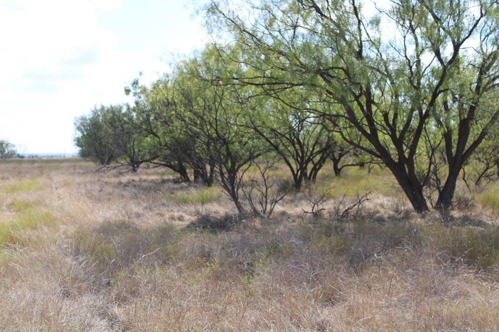 60 acres in Runnels County - photo 17