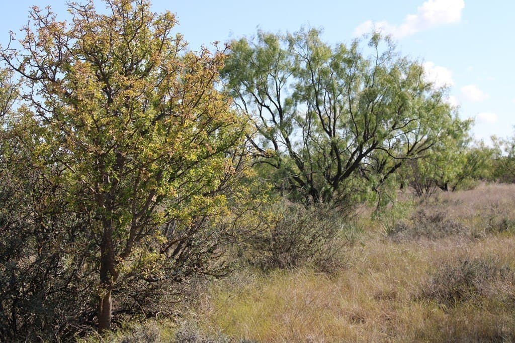 60 acres in Runnels County - photo 8