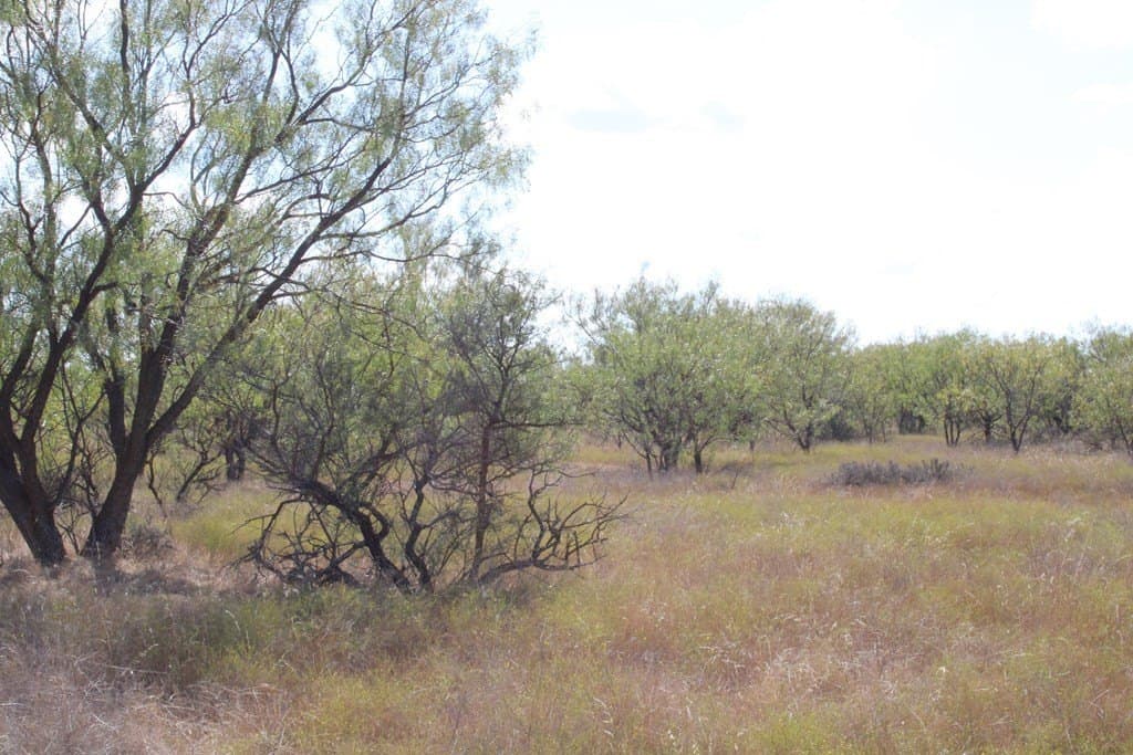 60 acres in Runnels County - photo 16