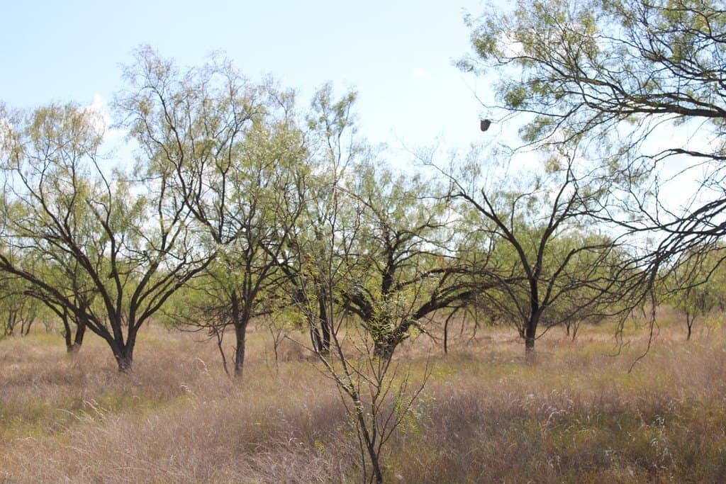60 acres in Runnels County - photo 12